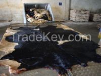 Raw Wet Salted Cattle Hides Cow Skins Buffalo Hornsm Donkey Hides For Sale 