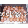 Fresh Chicken Table Eggs & Fertilized Hatching Eggs