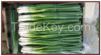 Spring Onion