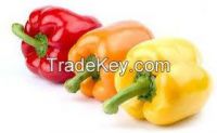 https://jp.tradekey.com/product_view/Capsicum-Yellow-And-Red-8243231.html