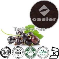 Black Chokeberry Extract,Black Chokeberry Powder Extract,Black Chokeberry P.E.