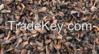 Palm Kernel Shells (PKS), Jatropha seeds, Moringa seeds