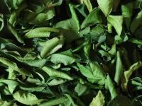 KAFFIR LIME LEAF