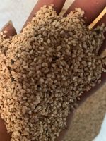 Sesame seed