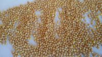 Yellow millet