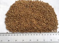 Coriander Seeds