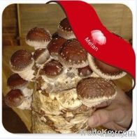 mushroom logs (spawn)