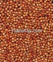 SORGHUM