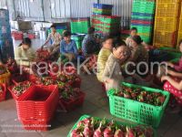 Vietnam Dragon fruit for sale