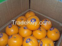 Egyptian Fresh Mandarin for sale