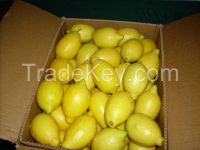 Egyptian Fresh Lemon for sale