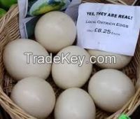 Ostrich Eggs, Ostrich Chicks, Matured Ostrich Ostrich Eggs, Ostrich Chicks, Matured Ostrich Ostrich Eggs, Ostrich Chicks, Matured Ostrich  Add to My Cart  Add to My Favorites Ostrich Eggs, Ostrich Chicks, Matured Ostrich