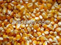 Dried corn yellow maize for animal feed