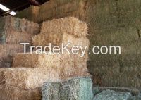 Oat hay, Eragrostis, Teff & Lucern Animal Feed