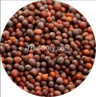 https://fr.tradekey.com/product_view/Black-Mustard-Seeds-brassica-Juncia--8339525.html