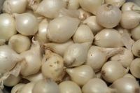 High Quality Fresh Pearl Onions (Vitamin C 12%)
