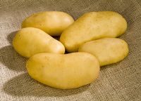 High Quality Fresh Challenger Potatoes For Export