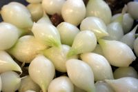 High Quality Fresh Pearl Onions (Vitamin C 12%)