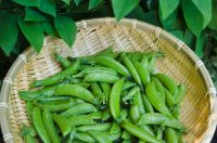 Fresh Cut Sweet Green Peas