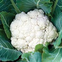 Fresh And Delicate Cauliflower Clusters