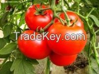 Fresh high quality ,huge quantity  tomato