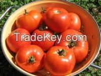 BIG FRESH TOMATOES / seedless specification fresh tomato in boxes