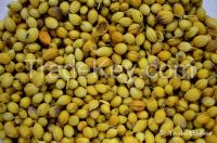 Coriander Seeds