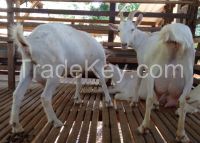 100% FULL BLOODED MILKING SAANEN GOATS