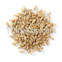 Barley Grain 