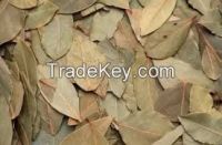 Bay Leaf, Laurel Leaf, Curry Leaf, Curry Powder, Laurel Leaves, Curry Leaves