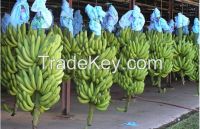 Fresh Green Cavendish Banana