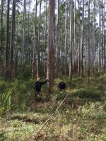 eucalyptus logs