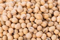 Non GMO Soya Beans