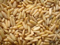 Pakistan Best Quality Pine Nuts Kernels