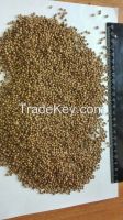 High quality Coriander seeds - Best prices on market!