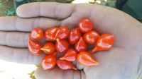 Whole Biquinho Peppers (Red Beak Peppers)