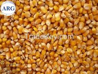 Yellow Corn (Feed)