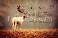 Deer, Reindeer, Fallow deer & Moose Antlers