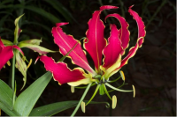 Sell Tropical Flower Seeds, Flowers Seed
