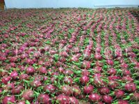 Dragon fruit, Rambutan, Sweet Potato, Young Coconut, Durian, Soursop, Lime,....