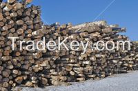 Logs of birch, larch etc.