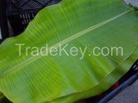 Fresh banana leaf and banana