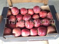 Apple Starkin Red Chief