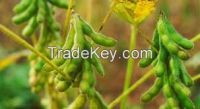 Organic Soybeans