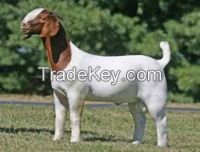 boer goat for sale