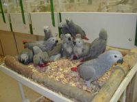 African Grey Parrots and hatching Eggs