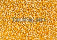 Yellow corn for animal feed