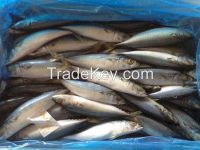 Mackerel Fish 