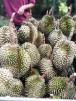 https://ar.tradekey.com/product_view/Fresh-Durian-Fruit-8839355.html