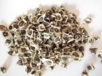 moringa seed